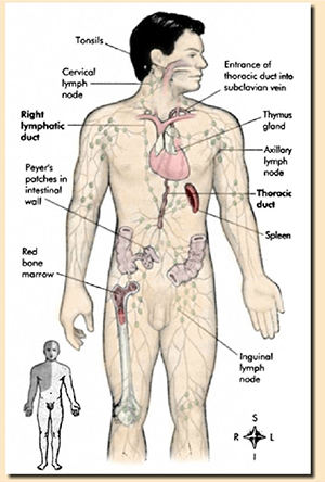 male human with lymphatic system illustrated within body