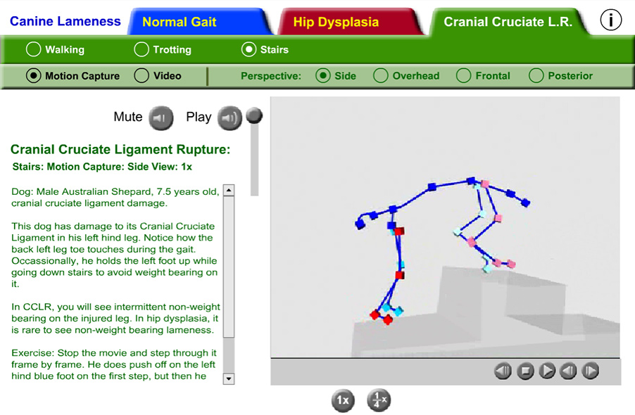 scene of an optical motion capture model climbing 3D stairs, with cranial cruciate ligament rupture of the left hind knee.