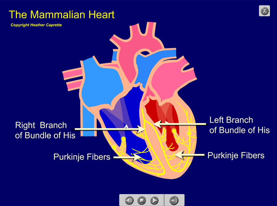 An Animated Illustration of the Mammalian Heart